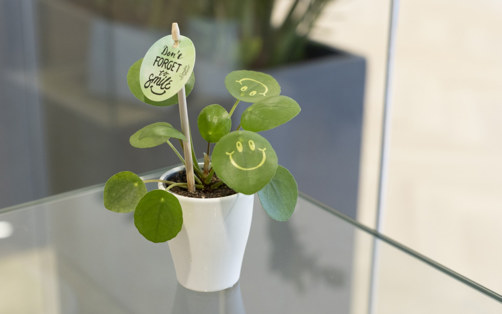 Plantes personnalisées