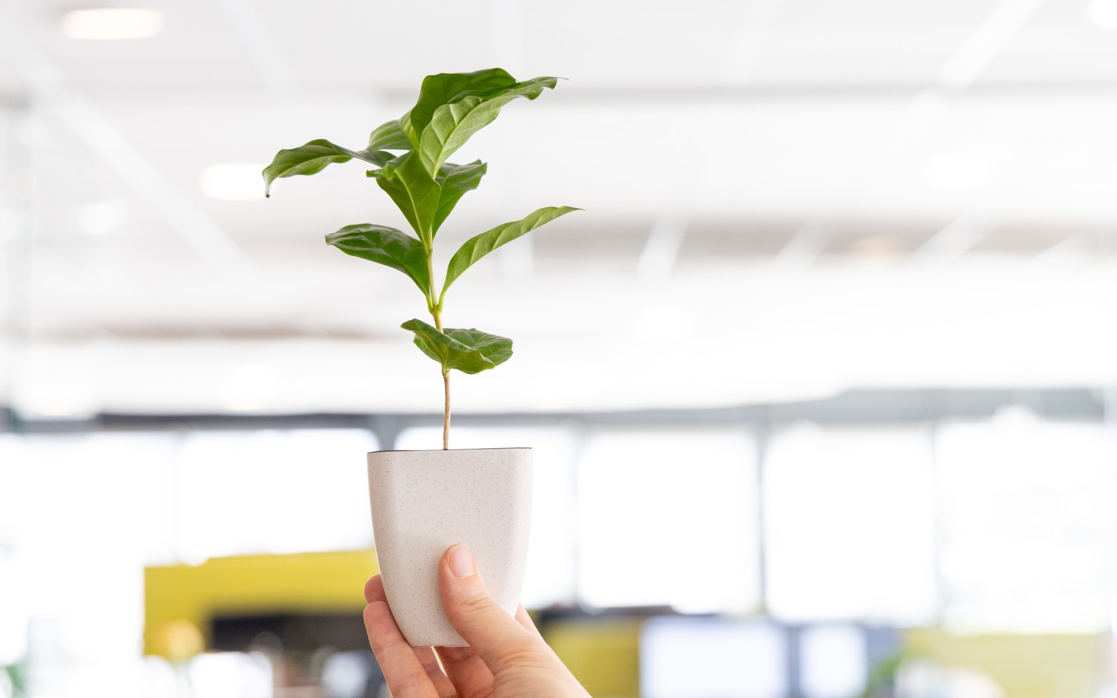 Cadeau arbre en boîte
