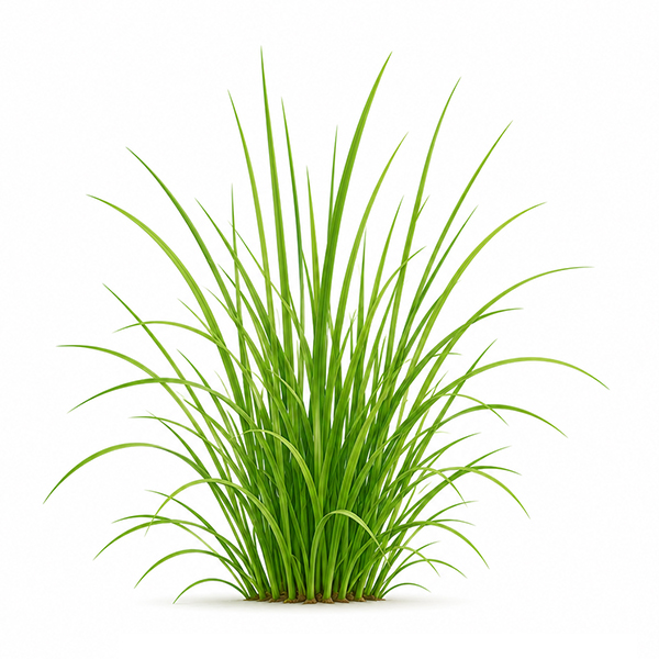 Ensemble de plantes double - image 13