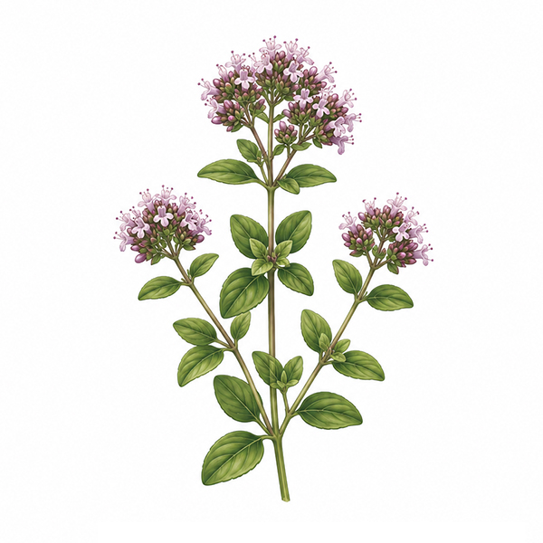 Ensemble de plantes double - image 8