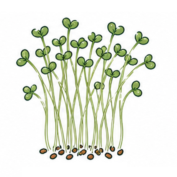 Bâtonnet de plantation avec graines - image 7