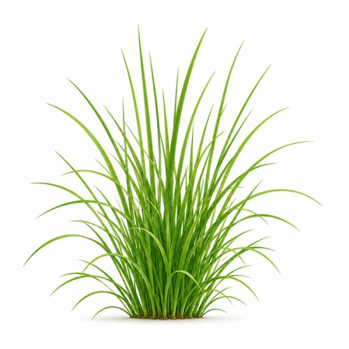 Ensemble de plantes double - image 13