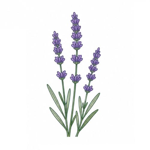 Herbes dans un seau - image 15