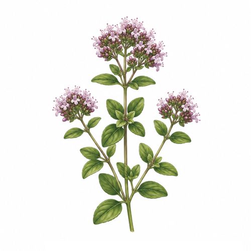 Ensemble de plantes double - image 8