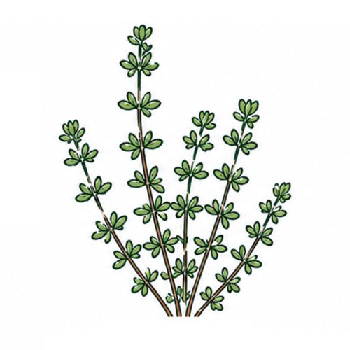 Ensemble de plantes double - image 11