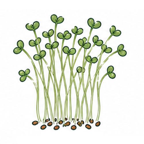 Bâtonnet de plantation avec graines - image 7